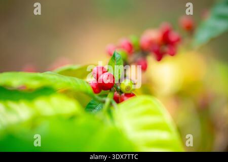 Close up harvest red ripe coffee seed robusta arabica berry harvesting coffee farm. Harvest coffee bean ripe Red berries plant fresh seed coffee tree Stock Photo