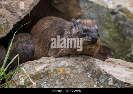 Rock Hyrax (Procavia capensis) Stock Photo