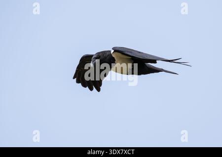 Pied Crow (Corvus albus) Stock Photo