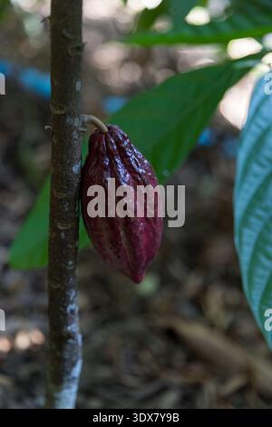 Cocoa tree with concept harvest agricultural business product fruit tree farm with green, yellow, orange, brown, red cocoa pod hanging on tree with ri Stock Photo