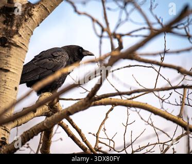 Adult raven perched on a branch at the end of the day, autumn Stock Photo