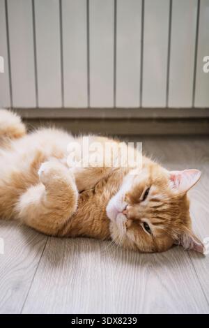 Ginger cat lying on its back on floor near heating radiator, symbolizing warmth and comfort during winter season Stock Photo