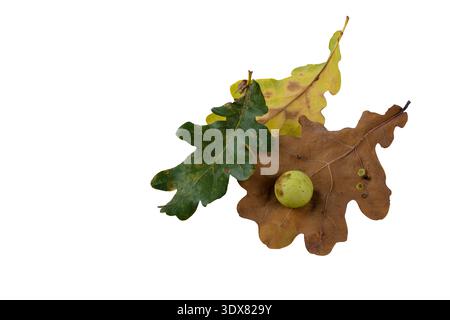 Oak apple or oak gall on two fallen dry leaves found in a forest in springtime isolated on white background. Tree infection. Flat lay. Stock Photo