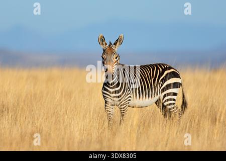 A Cape mountain zebra (Equus zebra) standing in open grassland, Mountain Zebra National Park, South Africa Stock Photo