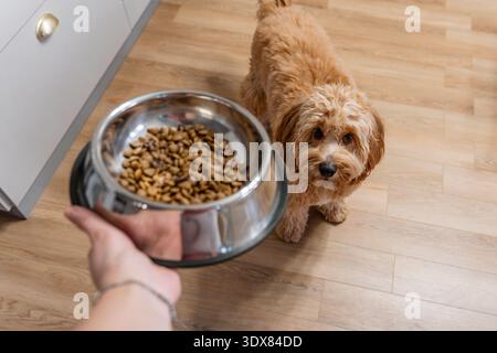 Cute curly brown dog labradoodle or kawapoo breed asks for food in the kitchen Stock Photo