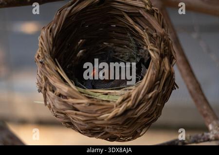 Small bird sitting inside a woven nest hanging on branches in an aviary. Natural nesting behavior and wildlife concept Stock Photo