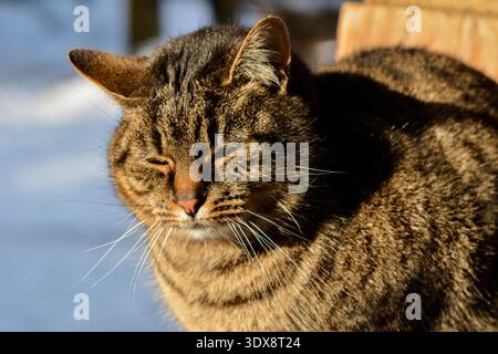 A gray tabby cat sits on snow-covered steps on a sunny winter day outdoors. The cat is basking in the sun.A cat basks in the sun in winter. Stock Photo