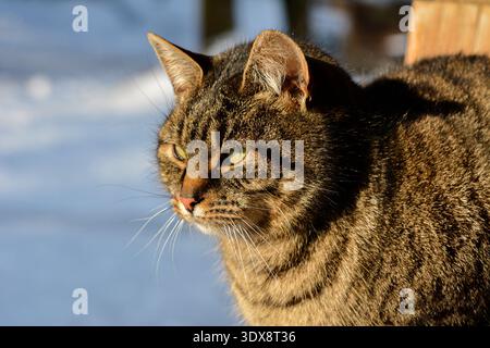 A gray tabby cat sits on snow-covered steps on a sunny winter day outdoors. The cat is basking in the sun.A cat basks in the sun in winter. Stock Photo