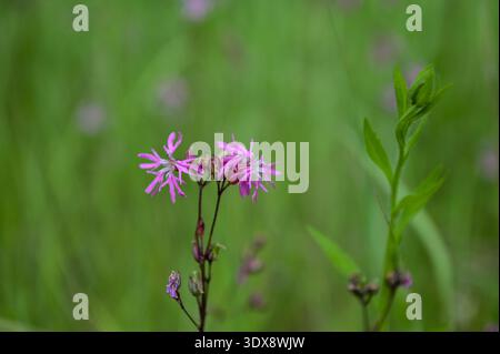 Silene flos-cuculi (Lychnis flos-cuculi), commonly called ragged-robin, is a perennial herbaceous plant in the family Caryophyllaceae. Lychnis flos-cu Stock Photo