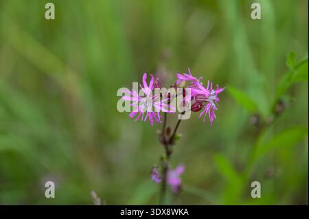 Silene flos-cuculi (Lychnis flos-cuculi), commonly called ragged-robin, is a perennial herbaceous plant in the family Caryophyllaceae. Lychnis flos-cu Stock Photo