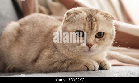 A close-up photograph captures a beautiful Scottish Fold cat lounging comfortably on a plush gray sofa. The cat's unique folded ears and captivating a Stock Photo