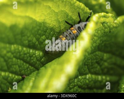 Macro shot a small ladybird larva resting on vibrant green layers of foliage in a natural setting Stock Photo