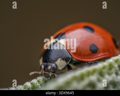 A detailed macro shot of a vibrant red ladybug with black spots crawling on a soft green leaf, showcasing nature's beauty and complexity Stock Photo