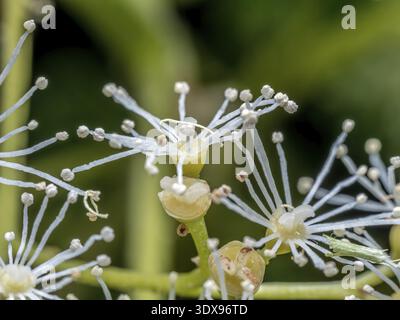Macro shot of Hydrangea petiolaris flowers in blossom Stock Photo