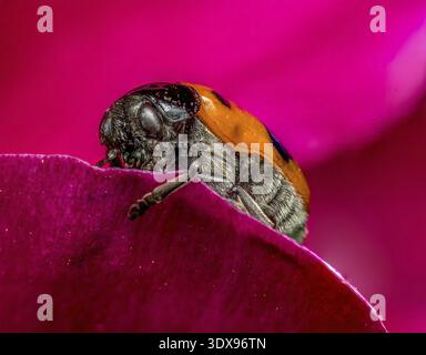 Macro shot of ant bag beetle on a red peony petal Stock Photo