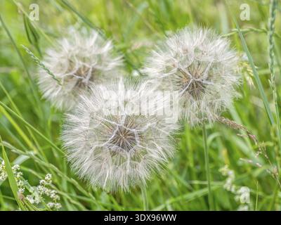 Three giant dandelion flowers growing in the meadow Stock Photo