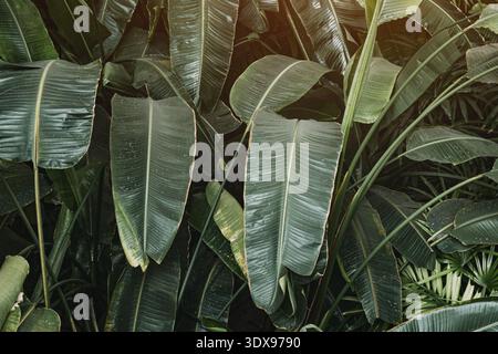 Lush green banana leaves forming a natural tropical background with vibrant plant life Stock Photo