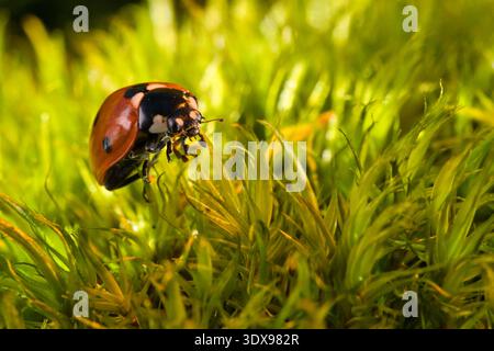Harlequin ladybird (Harmonia axyridis) crawling on vibrant green moss in soft natural sunlight, macro photography Stock Photo