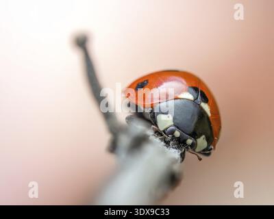 Detailed macro shot of a vibrant ladybug perched delicately on a twig, highlighting its bright red shell and tiny black spots. A perfect example of na Stock Photo