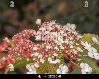 Closeup shot of Hydrangea quercifolia Snowflake flowers in blossom Stock Photo