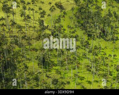 Aerial view of slender palm trees rise from the vibrant green landscape, casting long shadows in the afternoon sun, Salento, Quindio, Colombia. Stock Photo