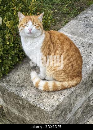 A sleepy ginger and white cat rests peacefully on a stone bench amidst green bushes, radiating a sense of calmness and contentment in an outdoor garde Stock Photo