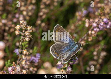 Blue butterfly (Polyommatus icarus), heather (Calluna vulgaris), sitting with open wings on a flower, Lower Saxony, Germany Stock Photo