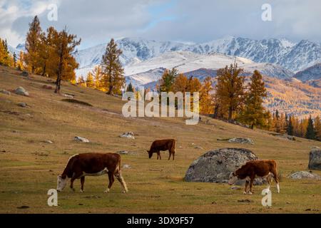 Cows peacefully grazing in an autumn field surrounded by trees and snow-capped mountains under a cloudy sky. Stock Photo