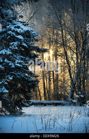 The warm sunlight illuminates the frosted branches and snow-laden evergreens, creating a magical winter wonderland scene Stock Photo