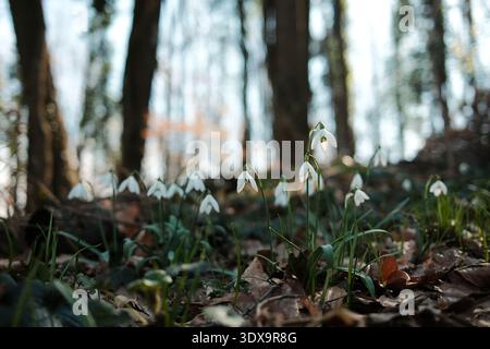 Close view of snowdrops blooming on the forest floor in Fruska Gora, Serbia. Early spring wildflowers emerging through fallen leaves symbolize hope Stock Photo