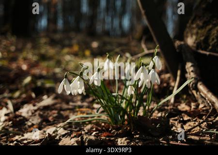 Close view of snowdrops blooming on the forest floor in Fruska Gora, Serbia. Early spring wildflowers emerging through fallen leaves symbolize hope Stock Photo