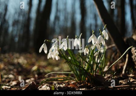 Close view of snowdrops blooming on the forest floor in Fruska Gora, Serbia. Early spring wildflowers emerging through fallen leaves symbolize hope Stock Photo