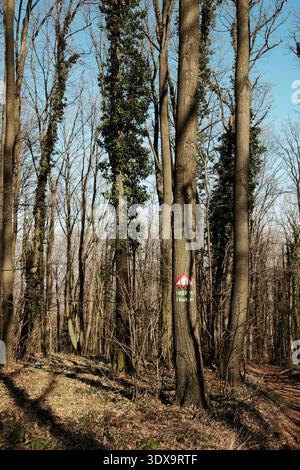 Hiking trail marker painted on a tree in Fruska Gora, Serbia. Early spring forest scene emphasizing navigation, eco tourism, and outdoor adventure Stock Photo