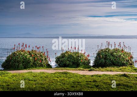 Aloe flowers on the Pacific Ocean shoreline, Pacific Grove, Monterey bay  area, California Stock Photo - Alamy