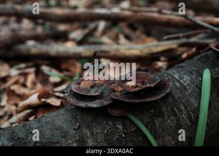 Close up of bracket fungi growing on fallen tree trunk in forest. Detailed macro scene highlighting natural decay, woodland ecosystem and biodiversity Stock Photo