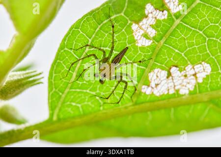 Green Lynx Spider Perched on a Vibrant Leaf Stock Photo