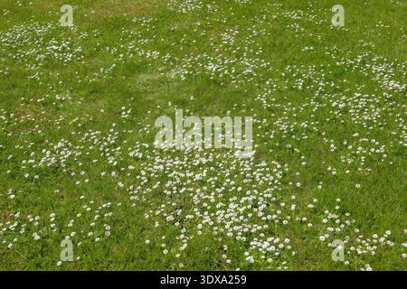Green meadow with fresh grass and daisy (Bellis perennis) flowers blooming in spring. Stock Photo