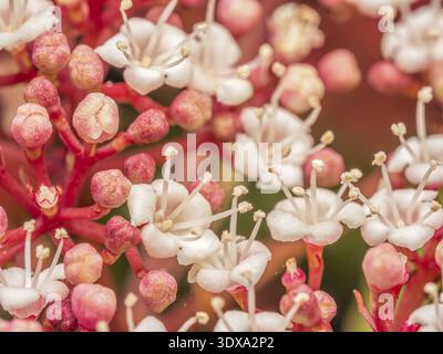 Closeup shot of Hydrangea quercifolia Snowflake flowers in blossom Stock Photo
