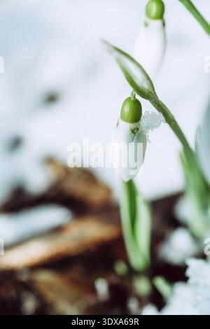 Close-up of snowdrop bud with snow crystals on white petals Stock Photo