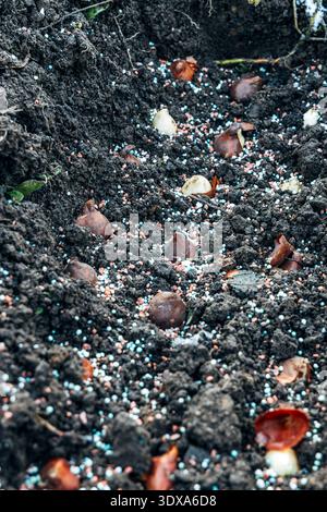 Preparation for spring planting of tulip bulbs in a flower garden. Planting tulip bulbs in the ground in the fall in your garden. Stock Photo