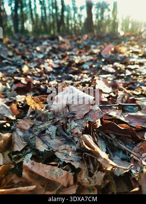 A high-quality commercial nature photo of fallen leaves at Normafa. Capturing the warm tones of winter leaf litter, it represents seasonal change, for Stock Photo