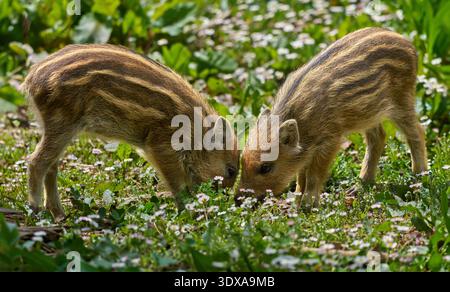 Two piglets - young wild boars searching for food amidst flowers Stock Photo