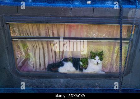 Lazy cat resting on a window sill inside a narrowboat. Stock Photo