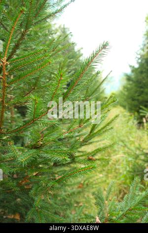 Close-up of Green Spruce Branches in a Forest Stock Photo