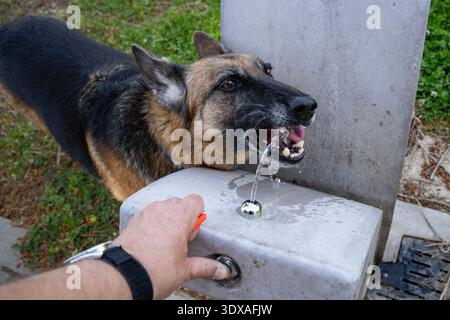 A senior German shepherd drinking water from a public fountain Stock Photo
