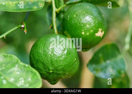Fresh Green Limes Growing on a Tree Branch Stock Photo