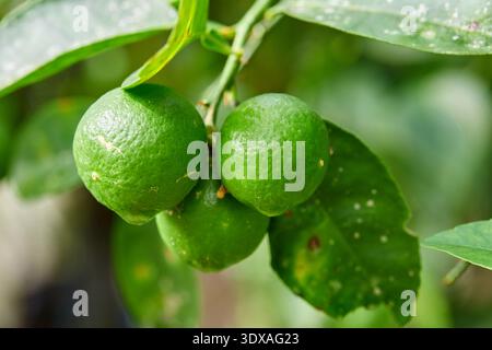 Fresh Green Limes Growing on a Tree Branch Stock Photo