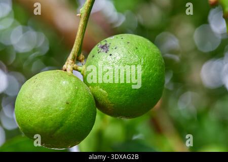 Fresh Green Limes Growing on a Tree Branch Stock Photo
