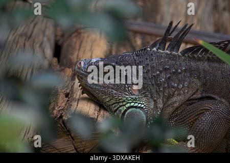 A green iguana photographed in profile, resting on a tree trunk, framed by blurred vegetation. Stock Photo