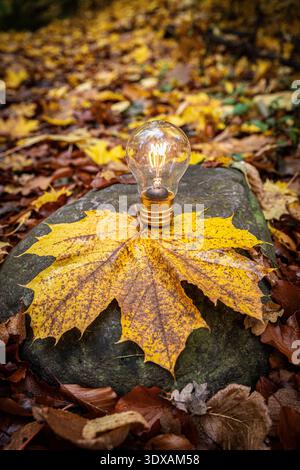View of illuminated light bulb with maple leaf on rock in forest Stock Photo